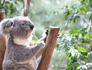 Koala in Tree at Featherdale Wildlife Park